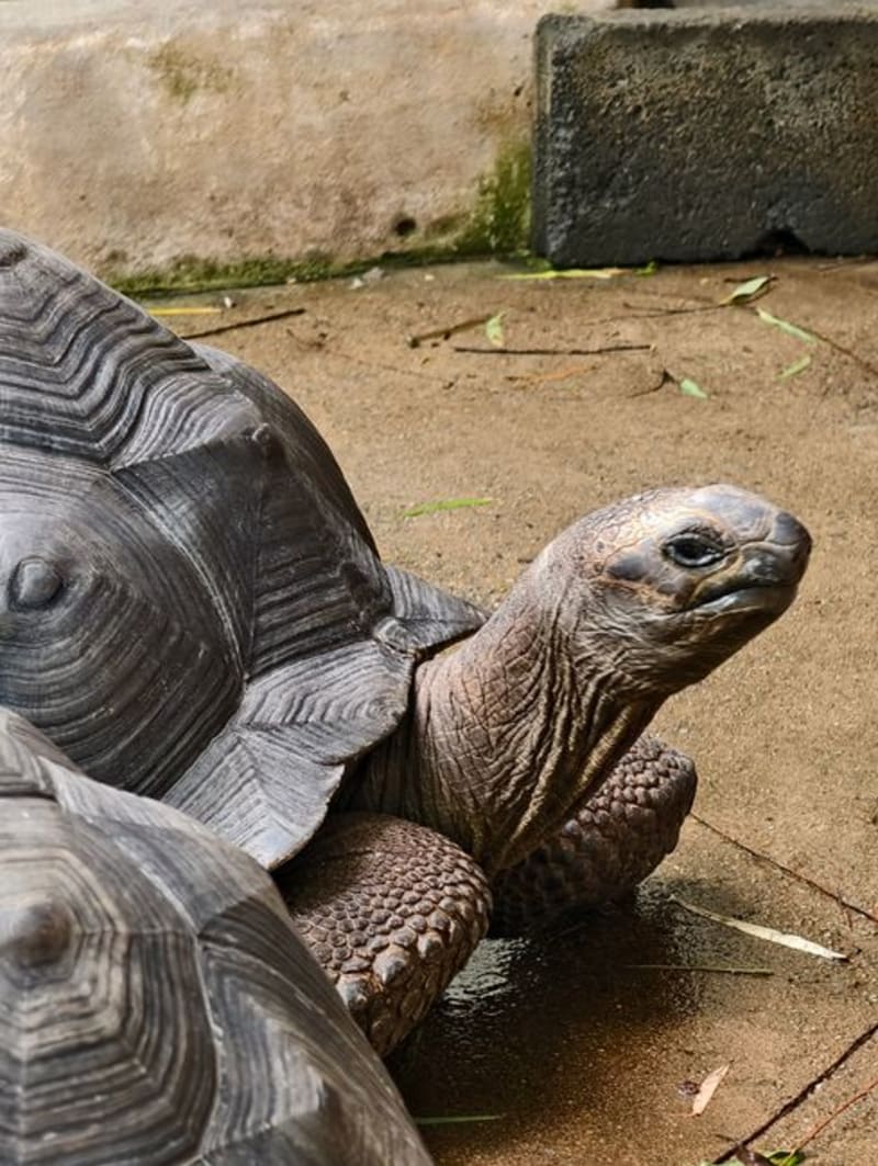 Atolón de Aldabra