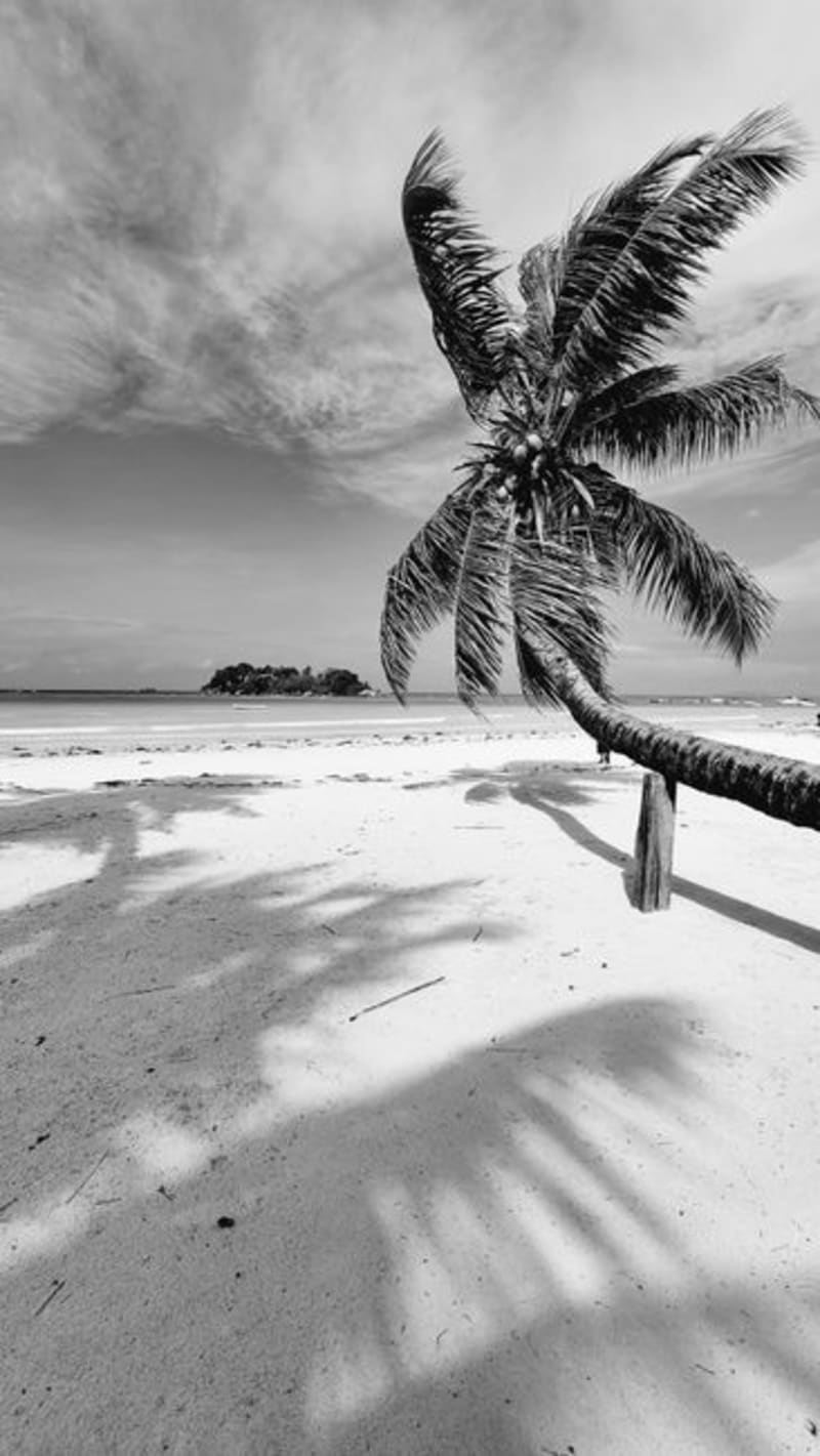 Bird Island