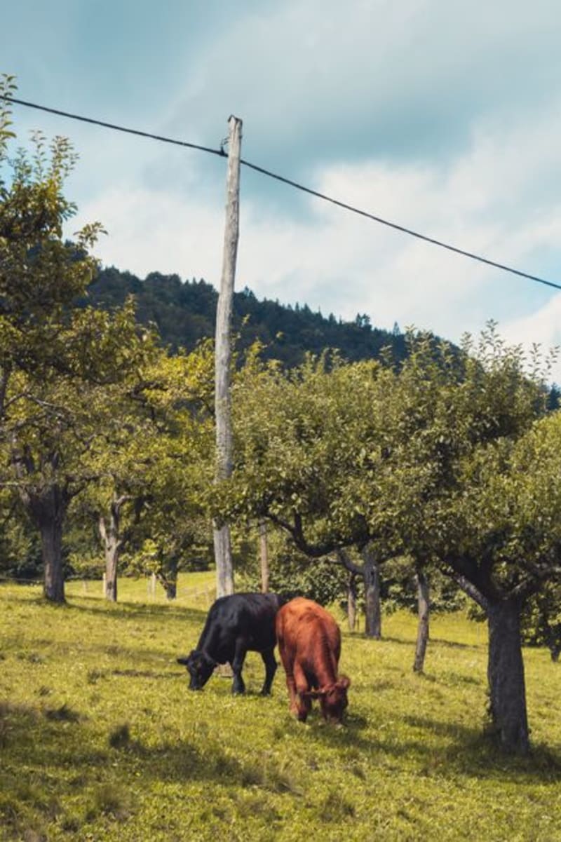 Pohorje