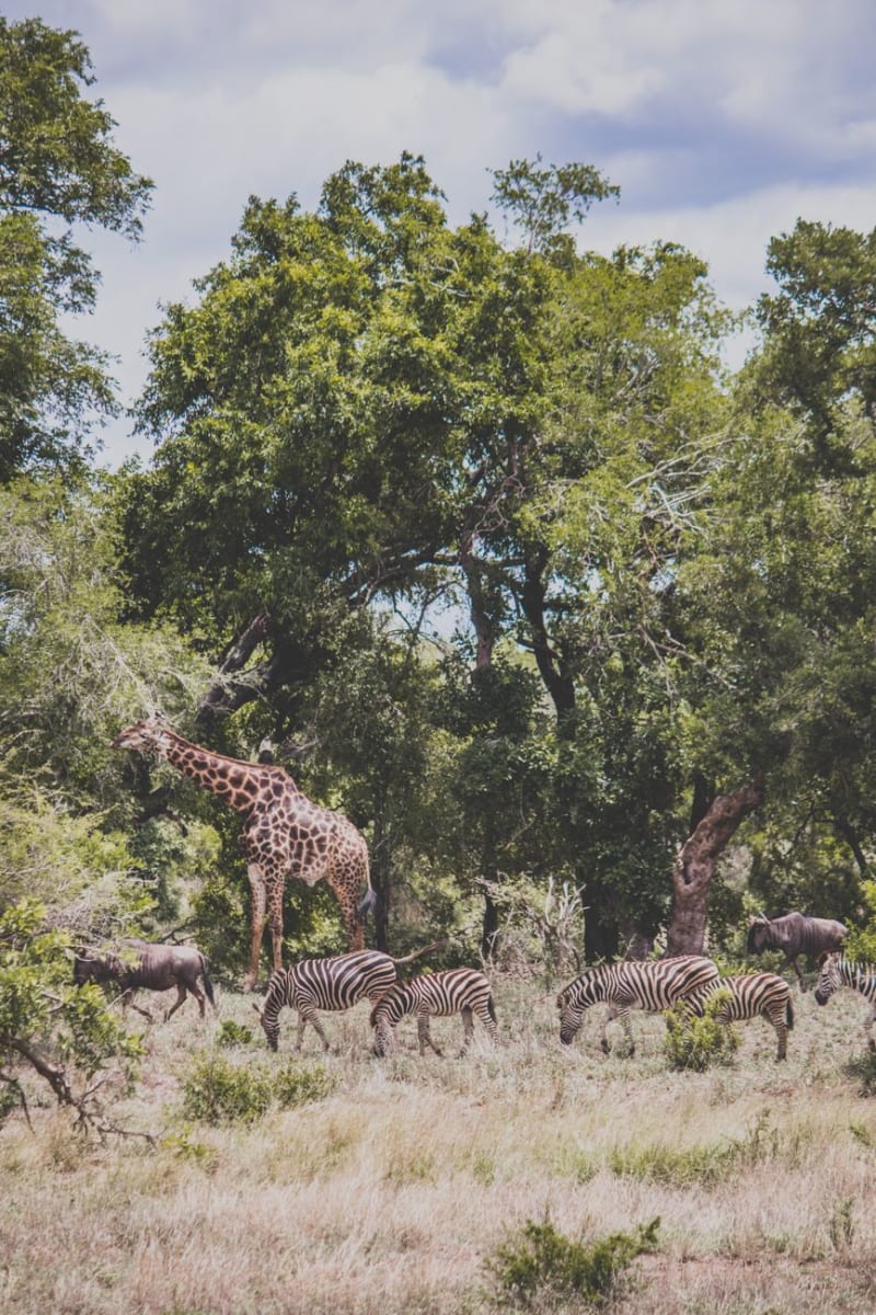 Parc national de Boma