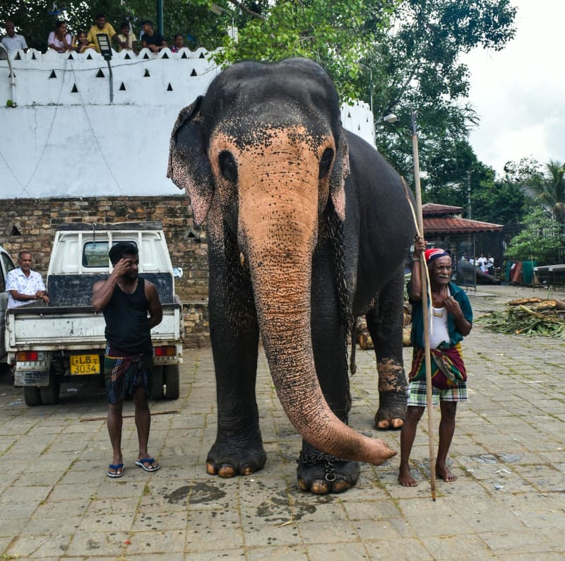Kandy Perahera