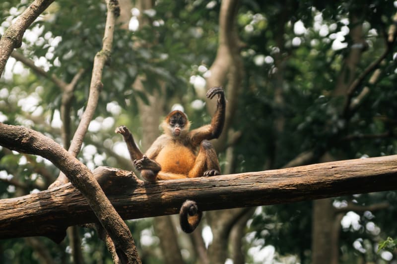 Réserve naturelle centrale du Suriname