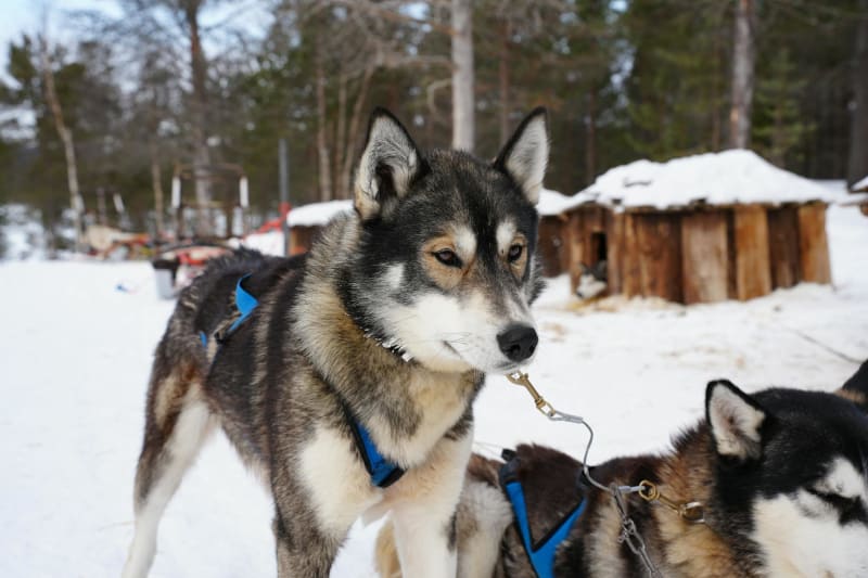 Kiruna