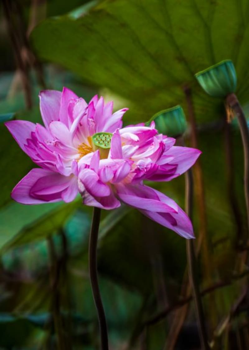 Lotus Pond