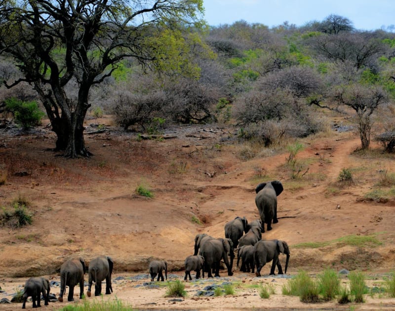 Ruaha National Park