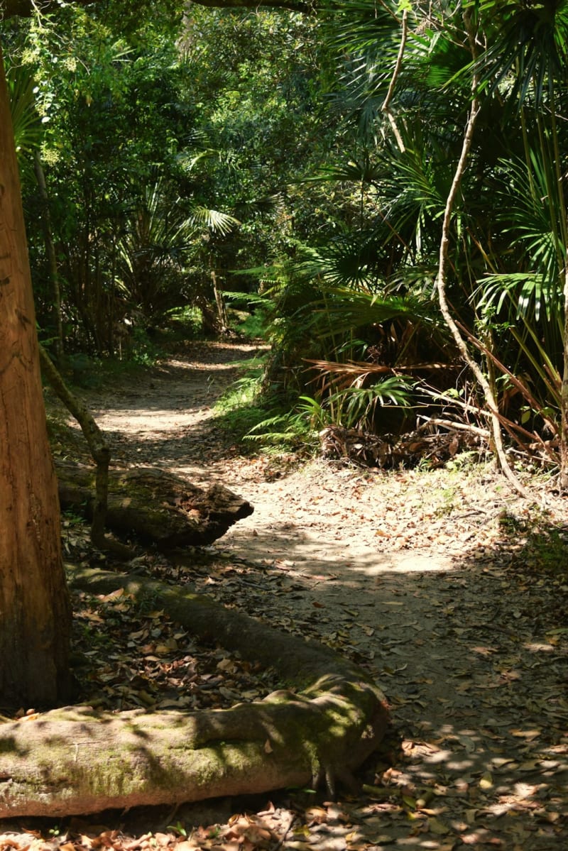 Naturaleza salvaje del Tarkine (takayna)