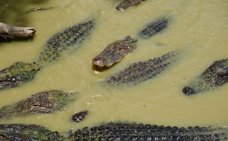 Caroni Swamp