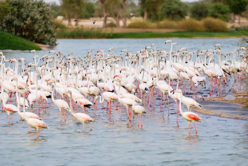 Al Qudra Lake