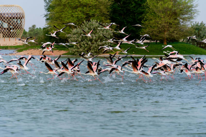 Al Wathba Wetland