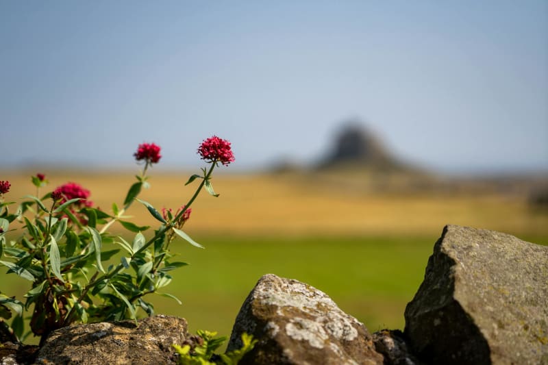 Lindisfarne Holy Island