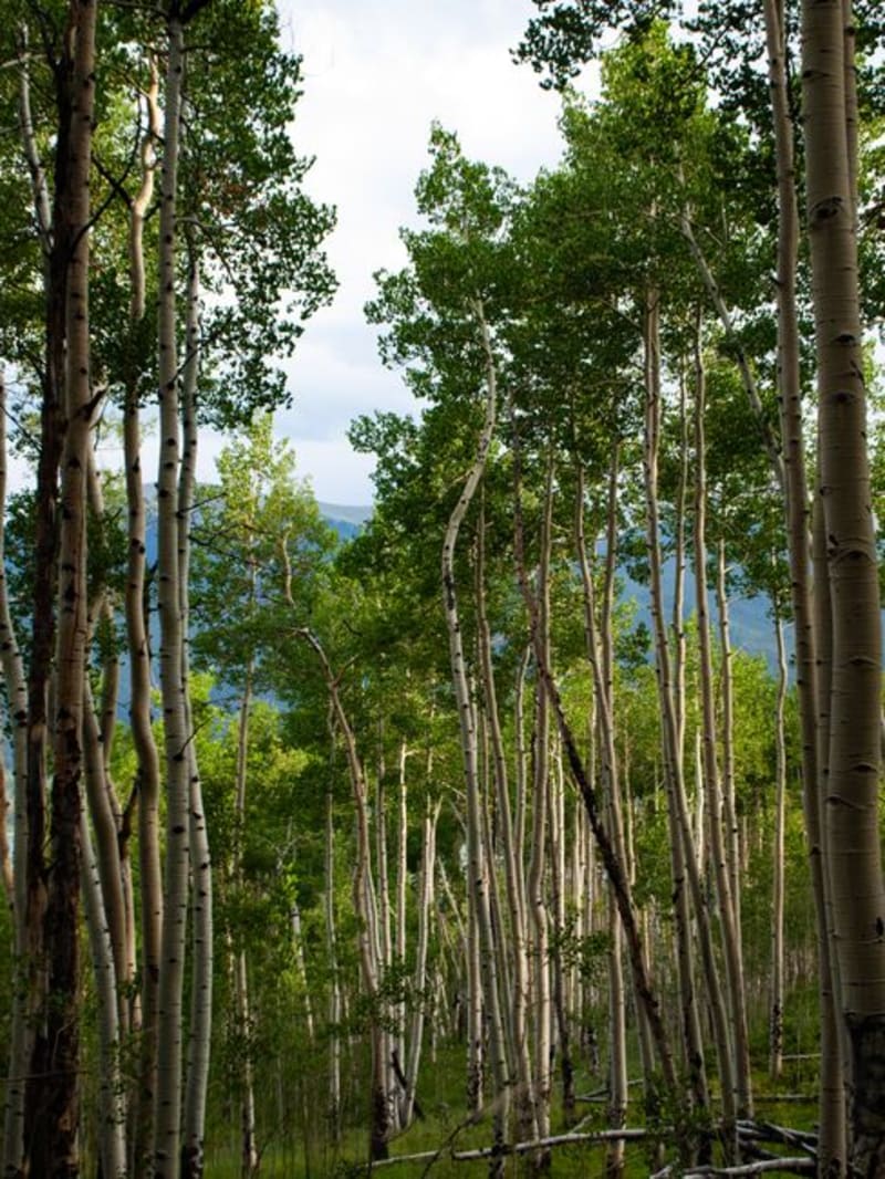 Aspen