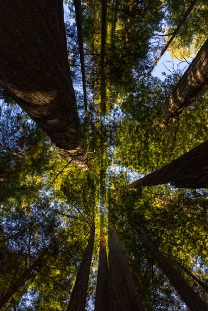 Congaree