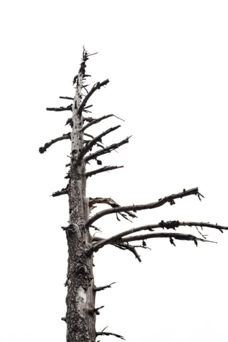 Deadwood