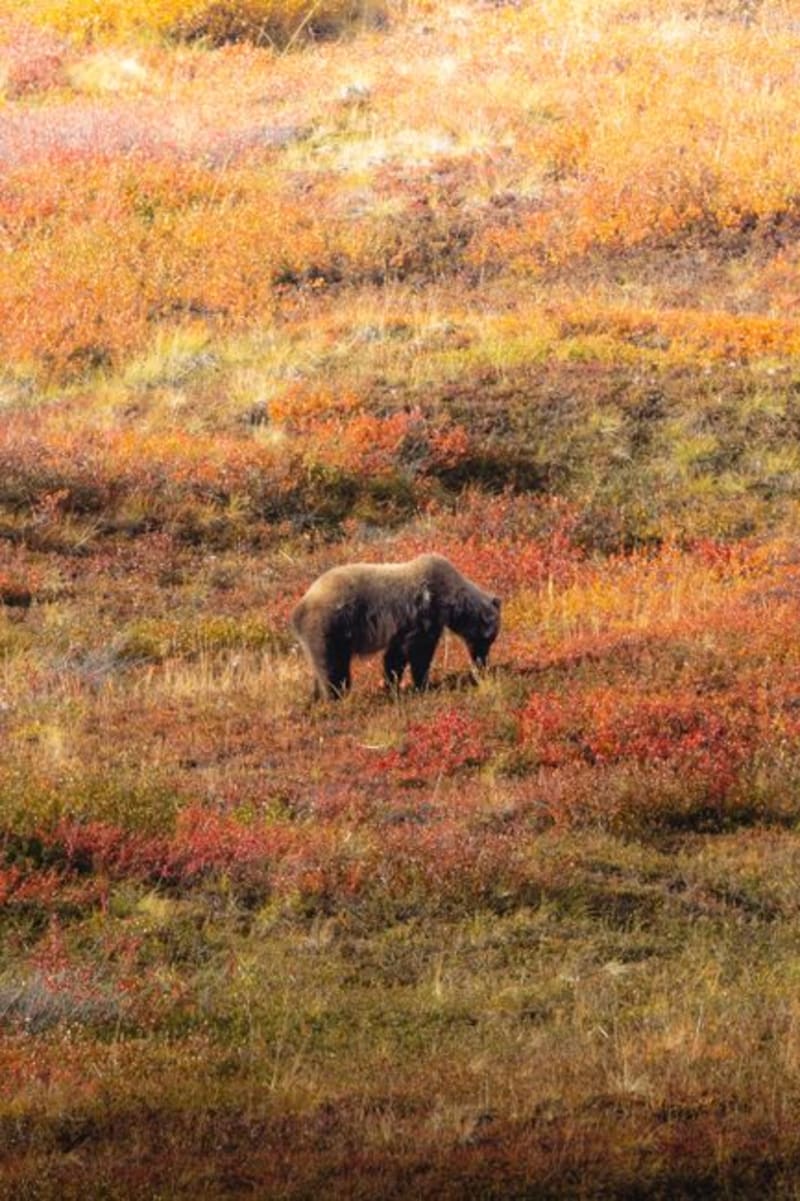 Denali
