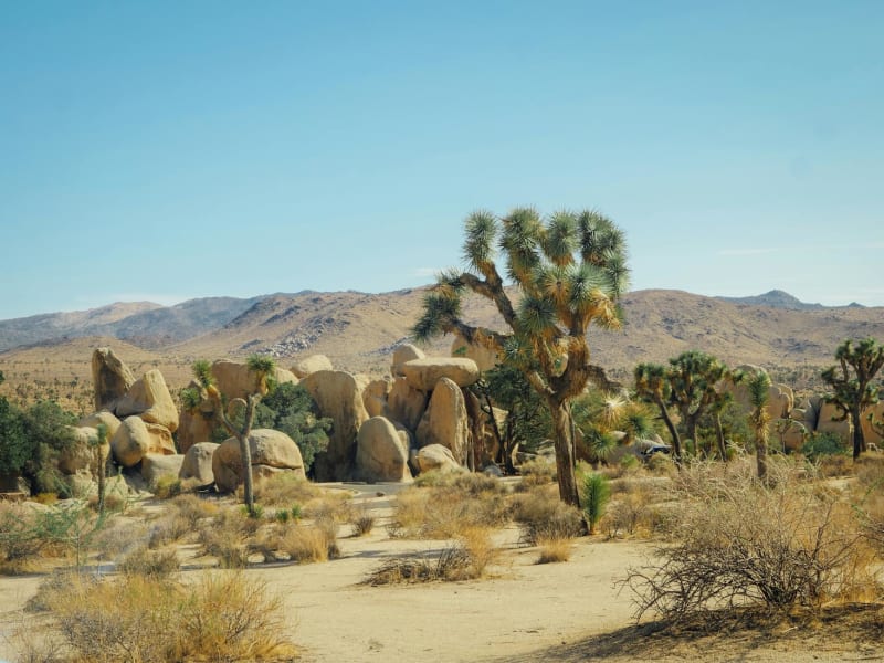 Joshua Tree National Park