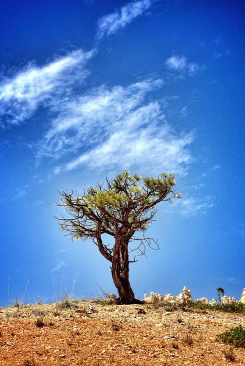 Lone Pine