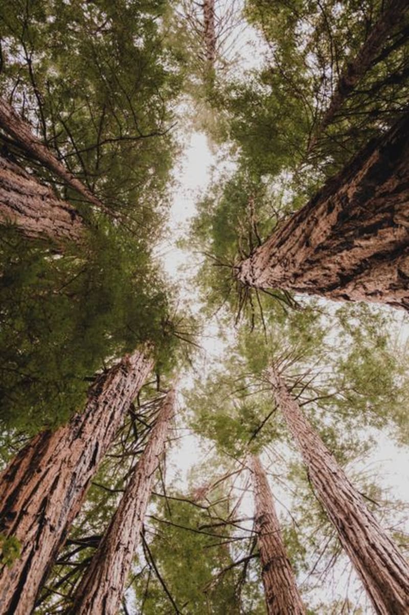 Muir Woods