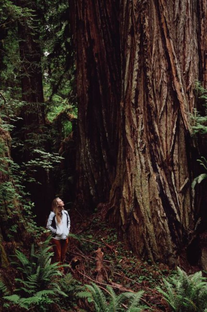 Redwood National Park