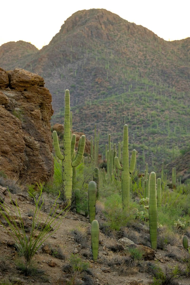 Saguaro National Park