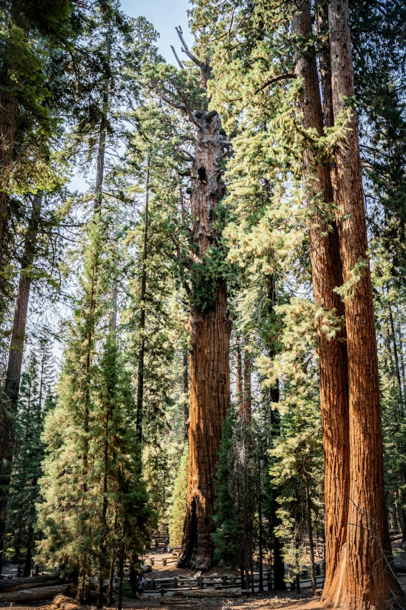 Sequoia National Park