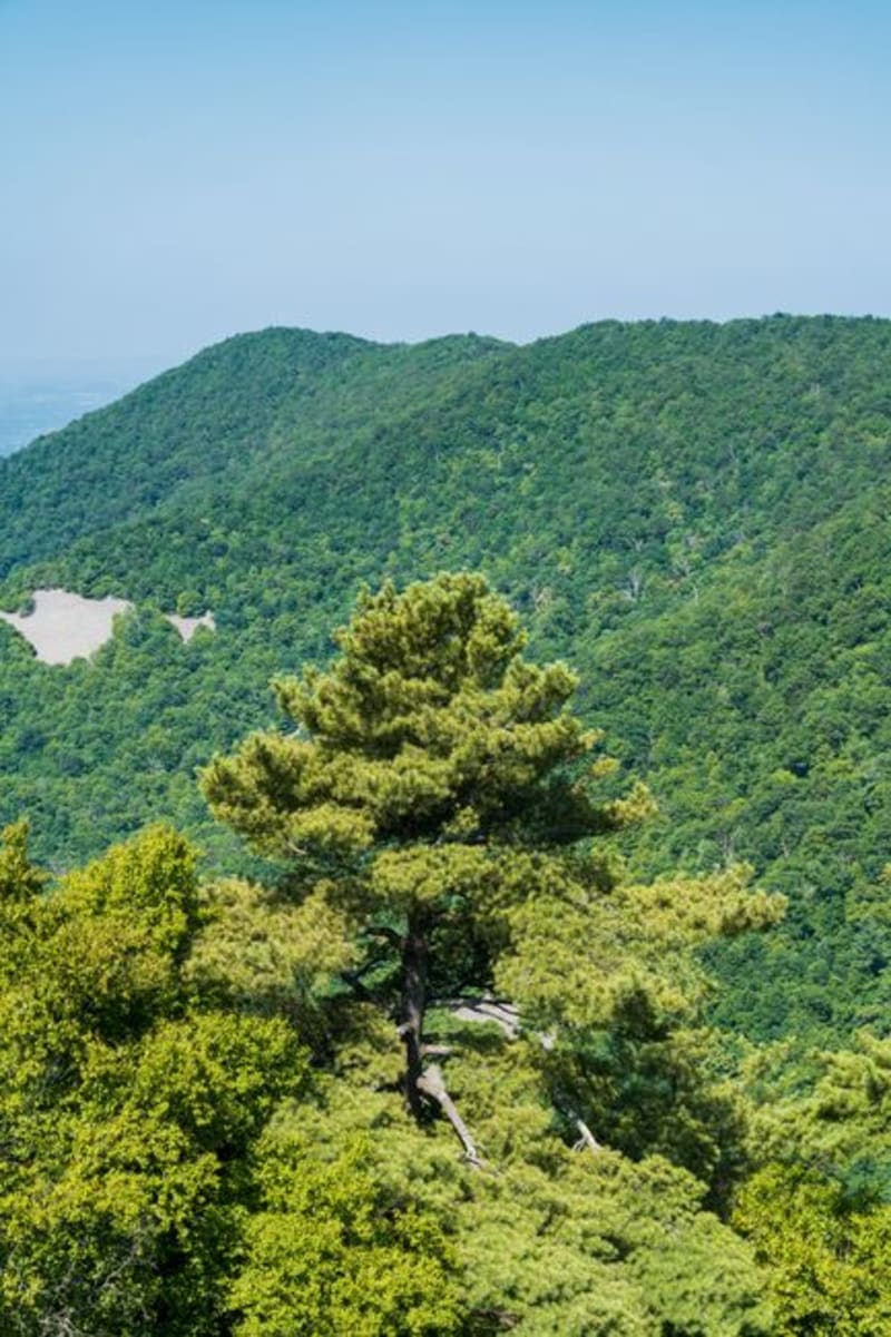 Shenandoah