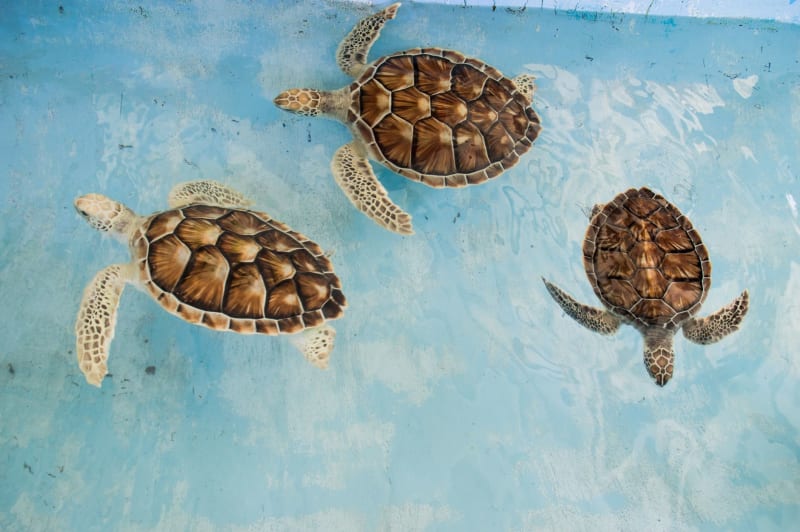Los Roques