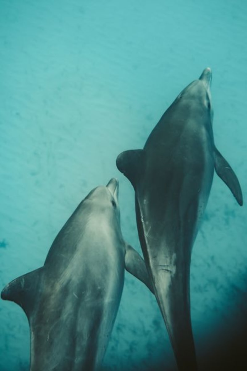 Shark Bay