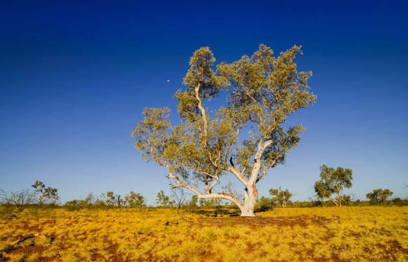 Broome
