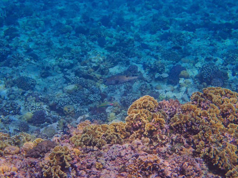 Récif de Ningaloo