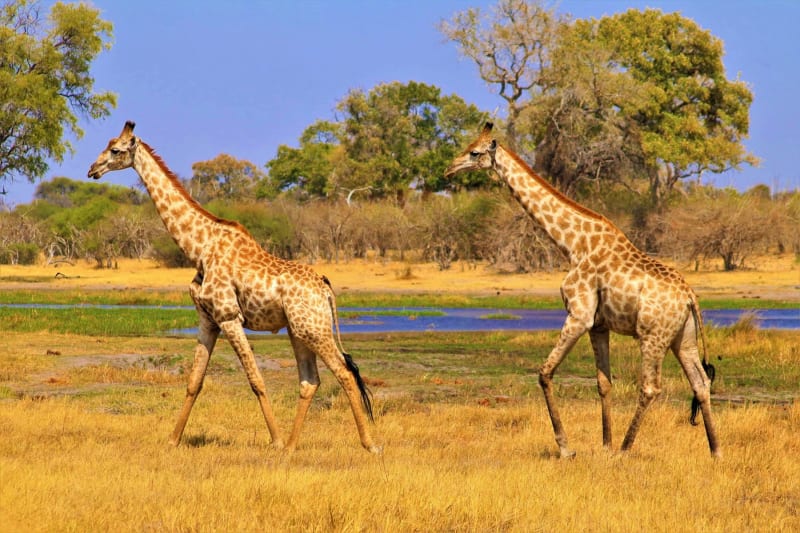 Parque Nacional Hwange