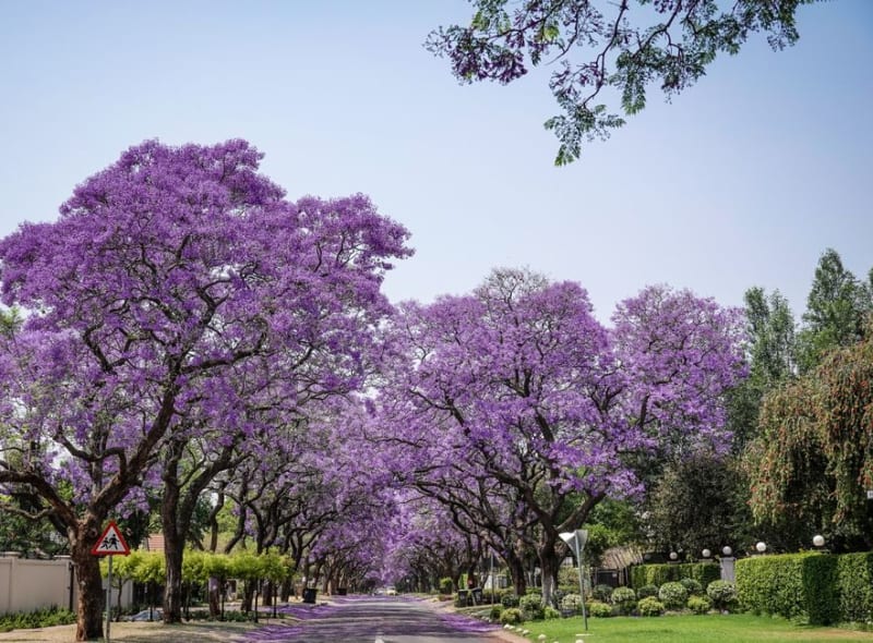 Masvingo