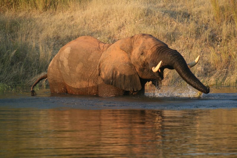 Mana Pools