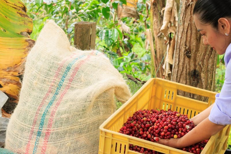 The Hands That Pick It — A Week in Colombia's Coffee Country