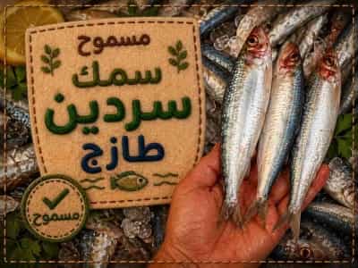 سمك سردين طازج - مشوي