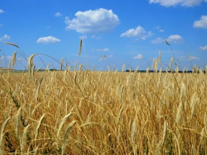 Фитоэкспертиза показала уровень зараженности семян яровых культур болезнями