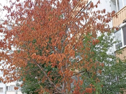 «Не будем ждать, когда упадут»: казанцы все чаще сообщают об опасных деревьях