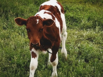 В Татарстане женщине вылили 2 литра крови из-за коровы