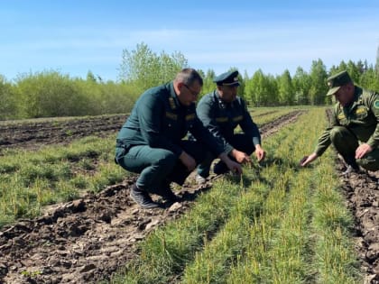 Заместитель министра Раис Гумеров ознакомился с деятельностью Алькеевского лесничества и Алькеевского лесхоза