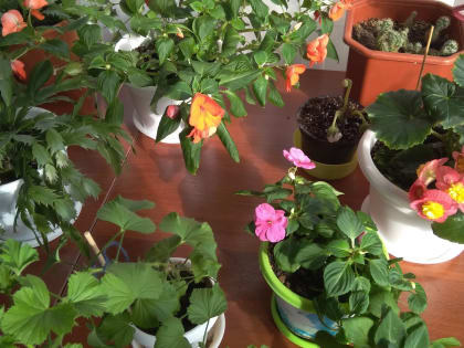 «Гарденотерапия»