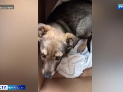 В Елабуге нашли щенка, который в фургоне прибыл из Белоруссии