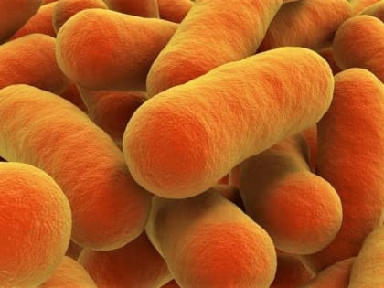 Опасность сальмонеллеза и его профилактика