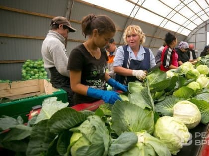 В Татарстане подорожали овощи