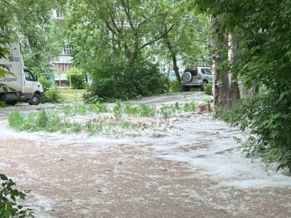 Казань не избавят от тополей