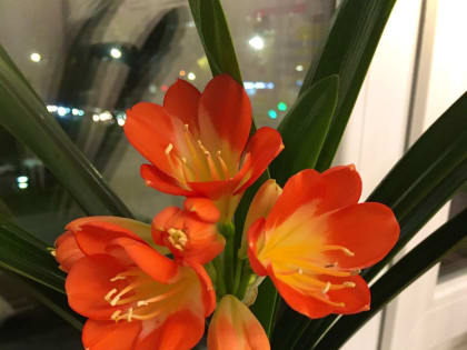 Домашний сад: необычные растения в обычных квартирах