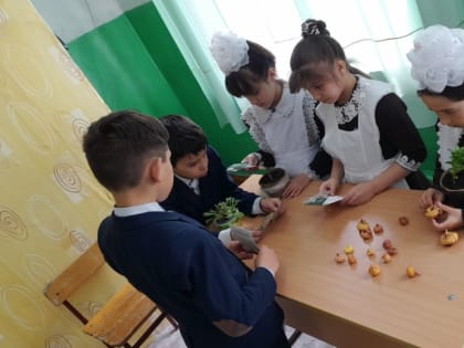 «Готовим рассады в школьные клумбы»
