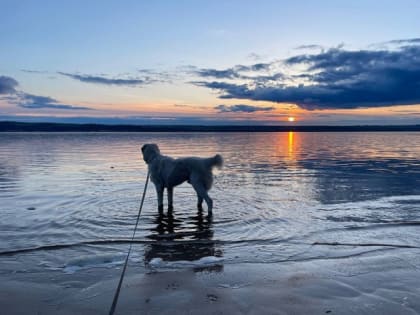 Рустам Минниханов опубликовал фотографию своего пса, гуляющего по берегу реки