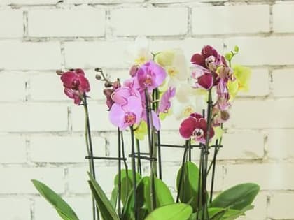 Что нужно делать 20 июня, чтобы не знать горя