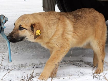 С начала года в Альметьевске отловили более 120 бездомных собак