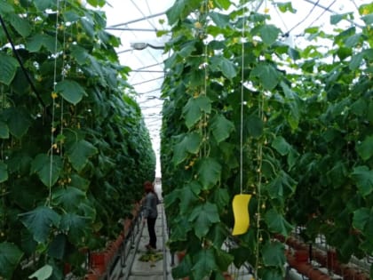 Овощные культуры - круглогодично