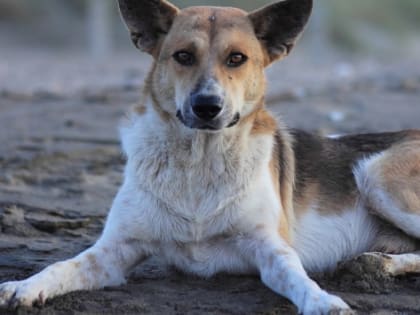 В Казани на содержание бездомных собак выделят почти 31 млн рублей